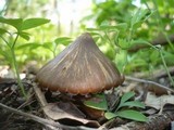 Entoloma vernum image