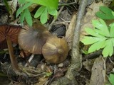 Entoloma vernum image