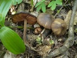 Entoloma vernum image