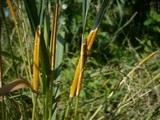 Epichloë typhina image