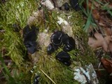 Exidia truncata image