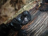 Exidia truncata image