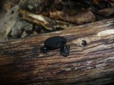 Exidia truncata image