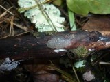 Exidia truncata image
