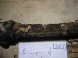 Sebacina umbrina image