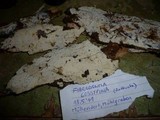 Fibrodontia gossypina image