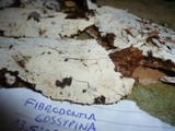 Fibrodontia gossypina image