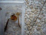 Flammulina fennae image