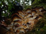 Frantisekia mentschulensis image