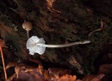 Mycena galericulata image