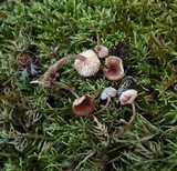 Micromphale arbuticola image