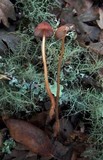 Mycena californiensis image