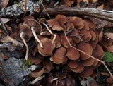 Psathyrella piluliformis image