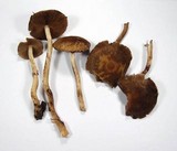 Psathyrella piluliformis image
