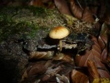 Galerina pruinatipes image