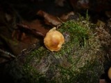 Galerina pruinatipes image