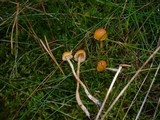 Galerina pumila image