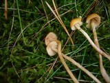 Galerina pumila image