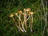 Galerina pumila image