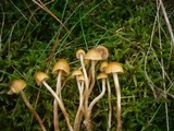 Galerina pumila image