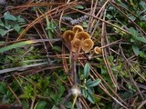 Galerina vittiformis image