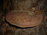 Ganoderma australe image