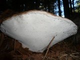 Ganoderma australe image