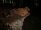 Ganoderma australe image