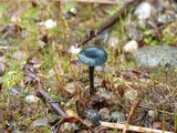 Arrhenia chlorocyanea image