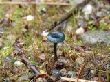 Arrhenia chlorocyanea image
