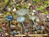 Arrhenia chlorocyanea image
