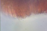 Arrhenia chlorocyanea image