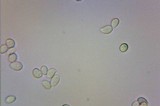 Arrhenia chlorocyanea image