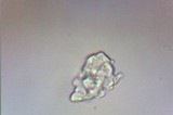 Arrhenia chlorocyanea image
