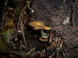 Galerina pruinatipes image