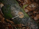 Galerina pruinatipes image