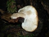 Ganoderma carnosum image