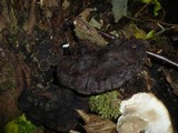 Ganoderma carnosum image