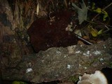 Ganoderma carnosum image