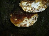 Ganoderma resinaceum image