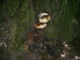 Ganoderma resinaceum image