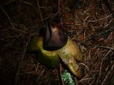 Geastrum pectinatum image