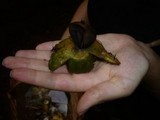 Geastrum pectinatum image