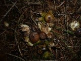 Geastrum pectinatum image