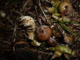 Geastrum pectinatum image