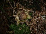 Geastrum pectinatum image