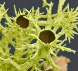 Letharia columbiana image