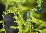 Phacopsis vulpina image