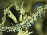 Phacopsis vulpina image