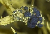 Phacopsis vulpina image